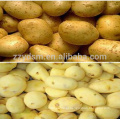 high efficiency stainless steel potatoes /carrots washing and peeling machine